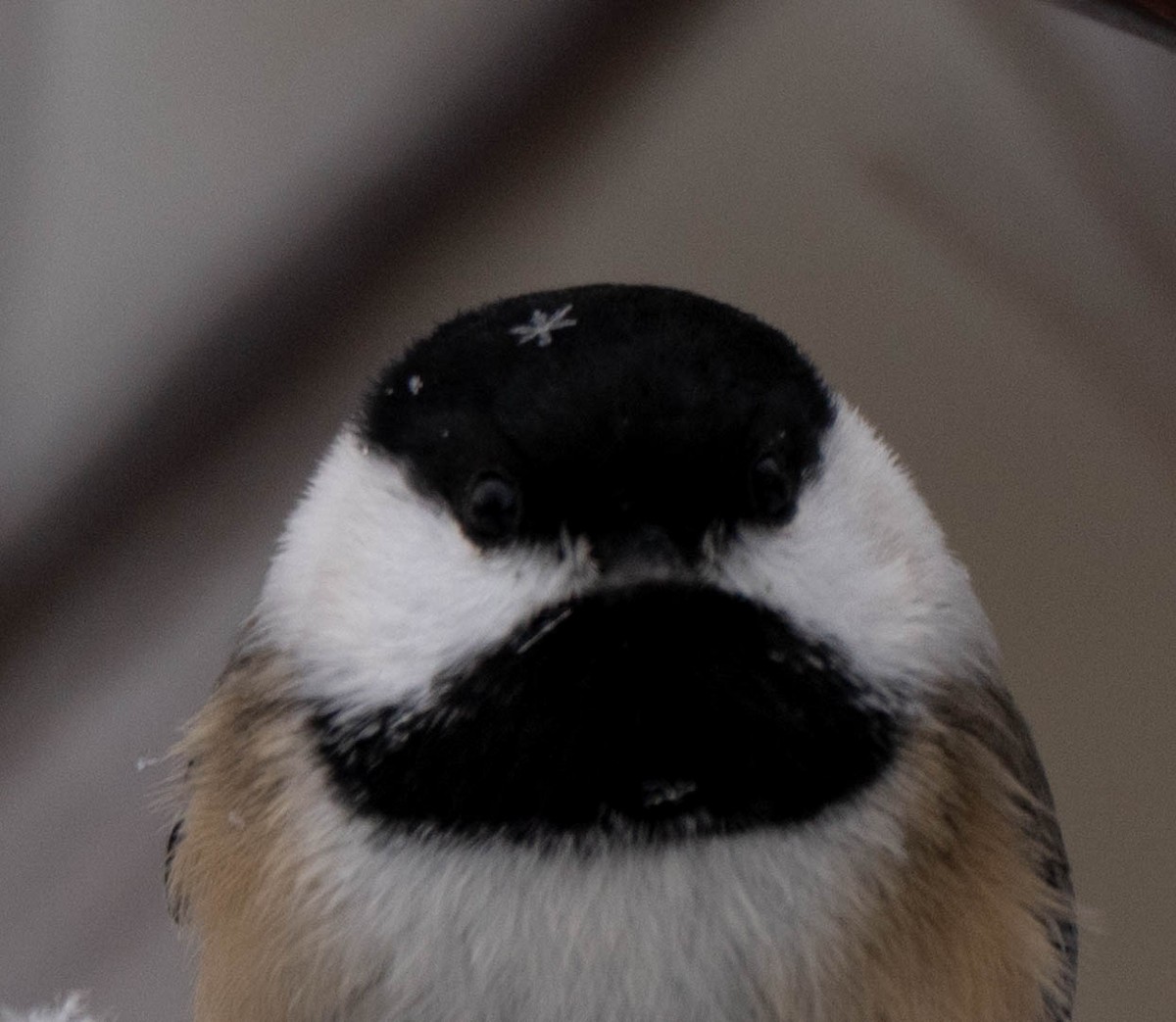 Carbonero Cabecinegro - ML646941844