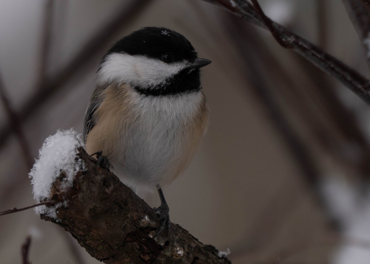 Carbonero Cabecinegro - ML646941845