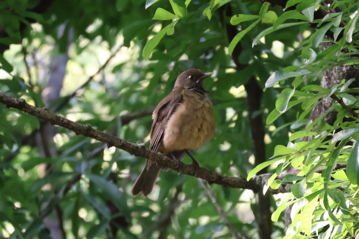Clay-colored Thrush - ML646941848