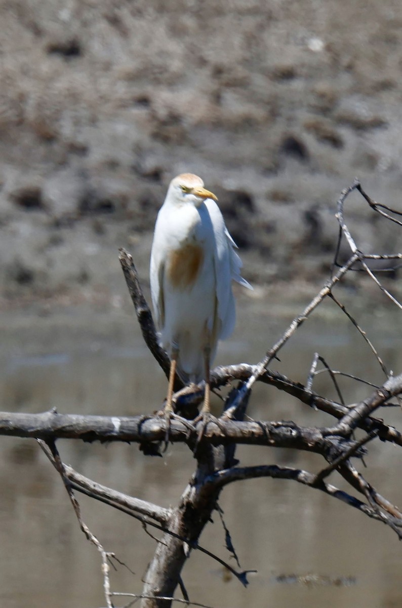 אנפית בקר מערבית - ML646941849