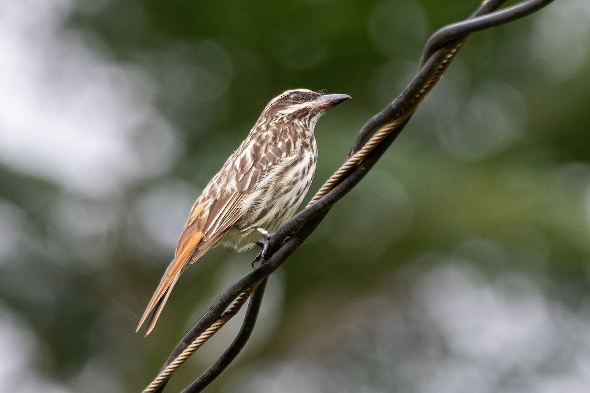 Streaked Flycatcher - ML646941850
