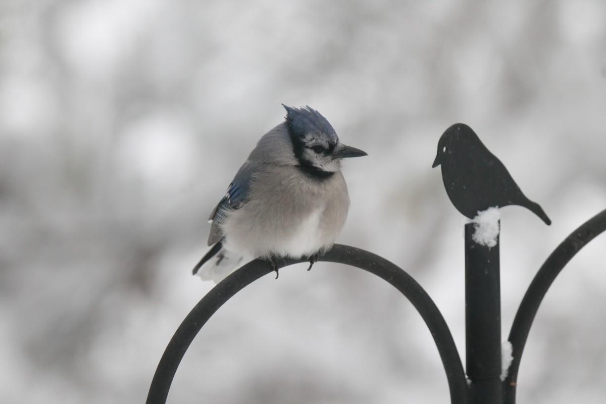 Blue Jay - ML646941854