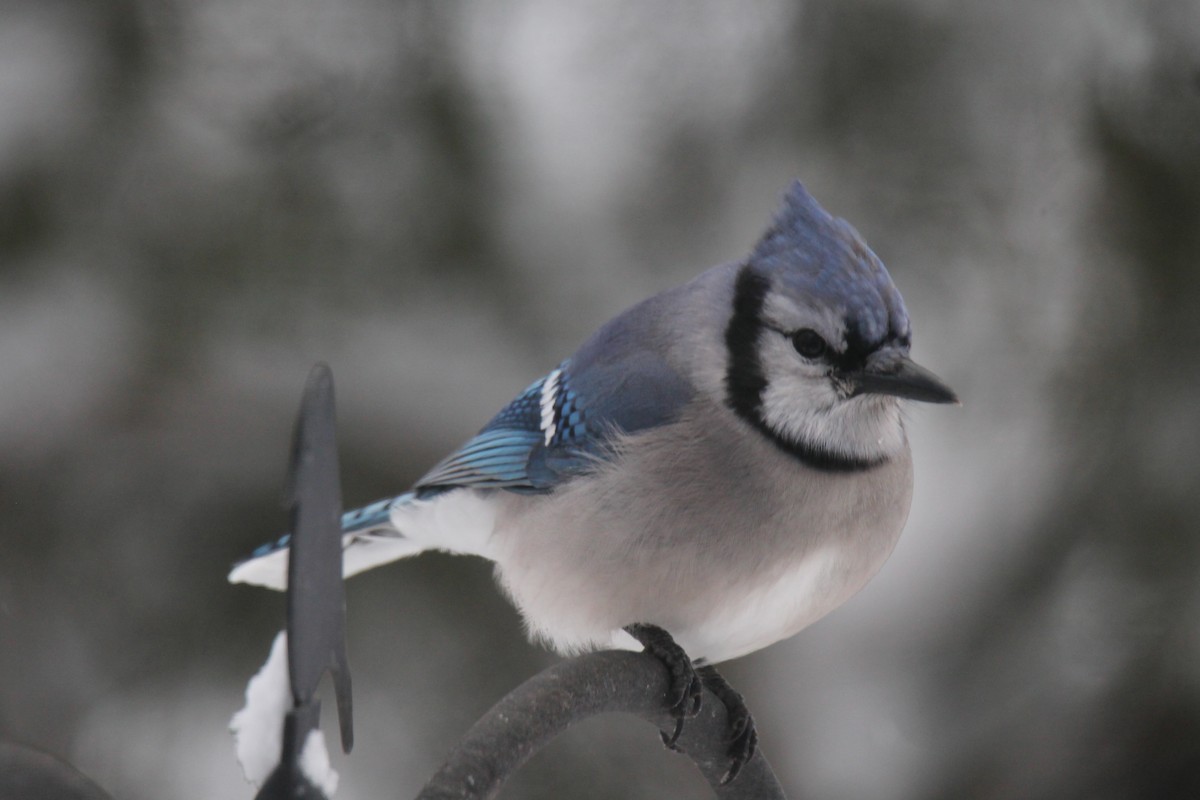 Blue Jay - ML646941855