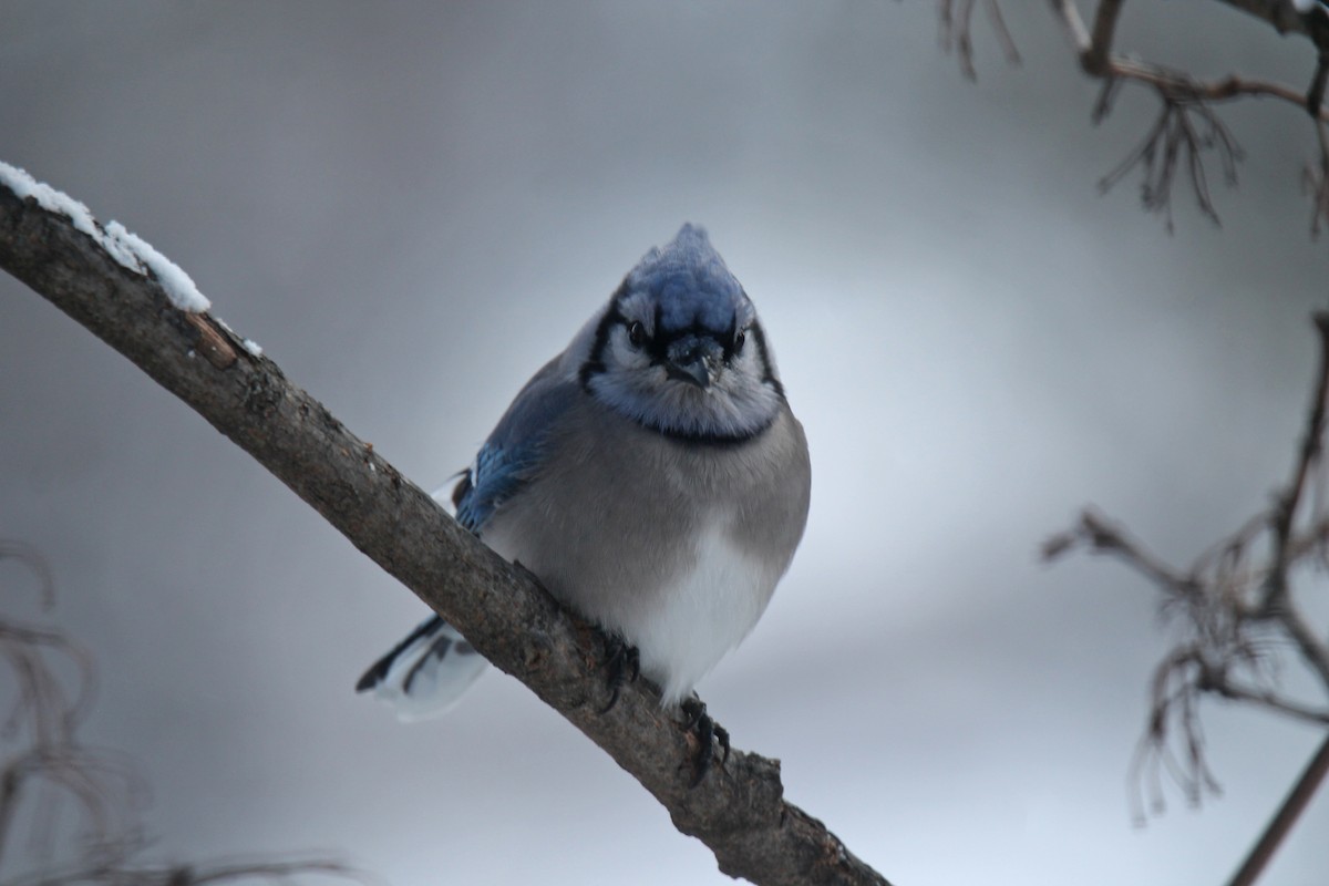 Blue Jay - ML646941856