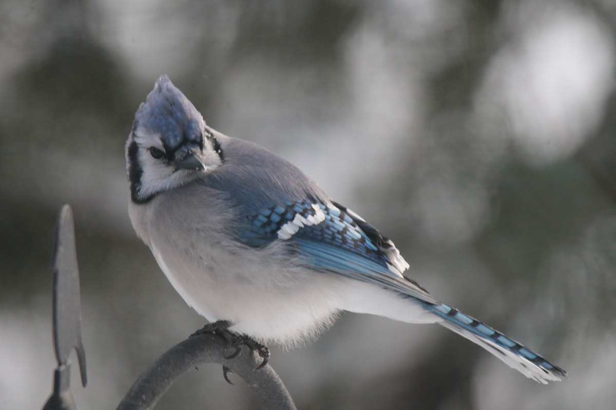 Blue Jay - ML646941857