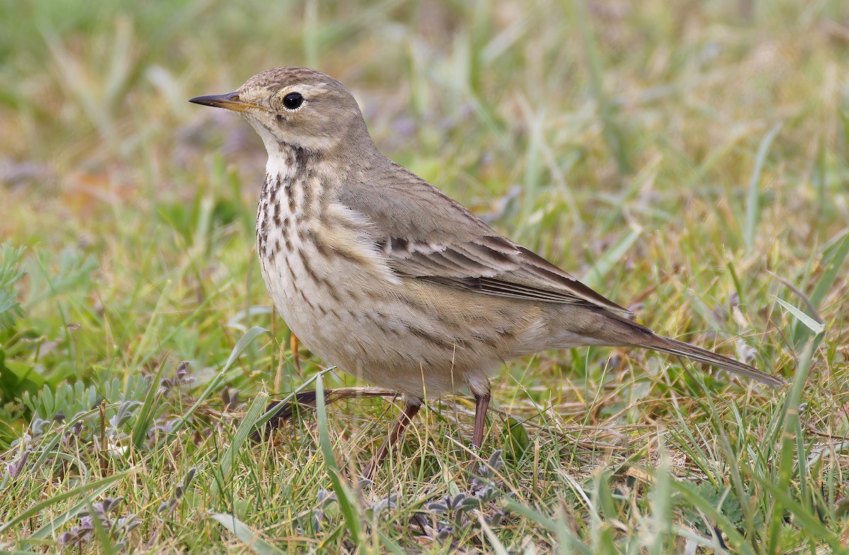 American Pipit - ML646941867