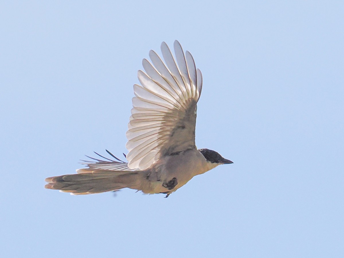Iberian Magpie - ML646941875