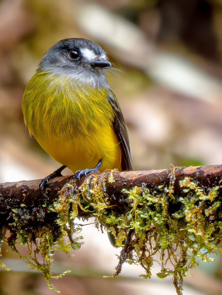 Ornate Flycatcher - ML646941876