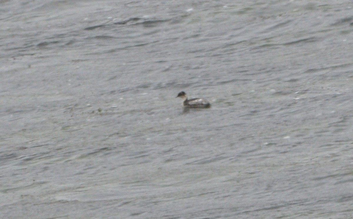 Silvery Grebe - ML646941877