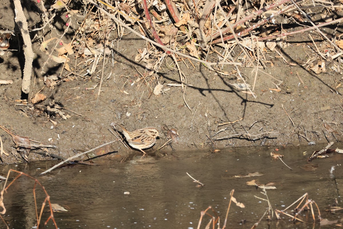 Song Sparrow - ML646941878