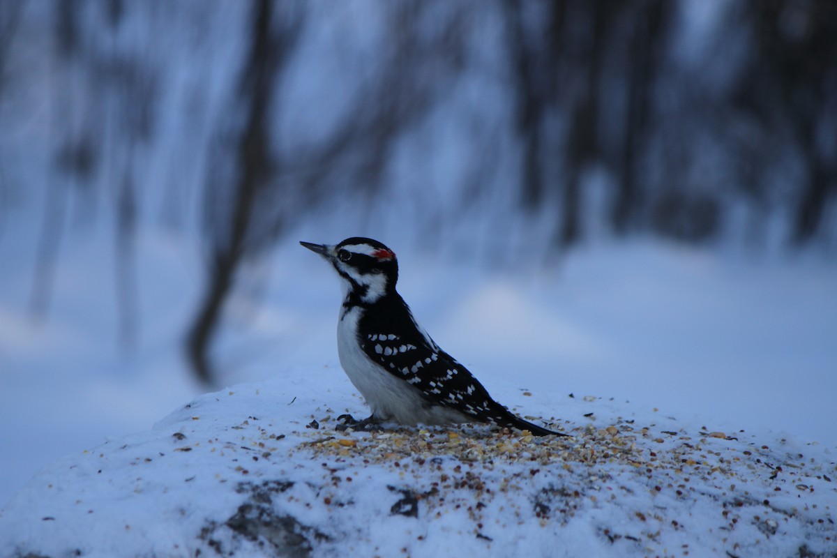 Downy Woodpecker - ML646941879