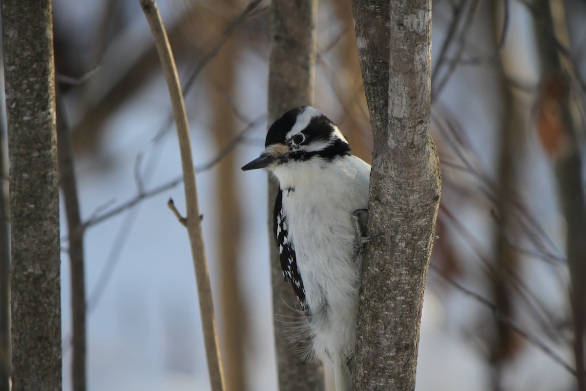 Downy Woodpecker - ML646941880