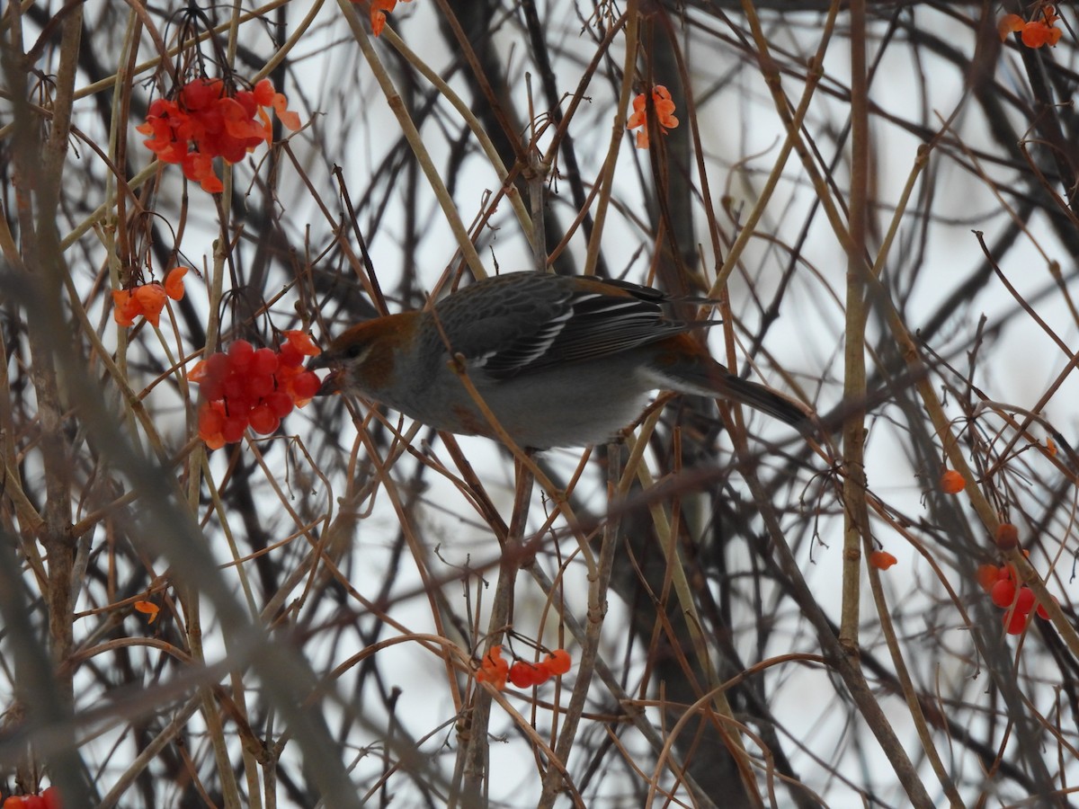 ギンザンマシコ - ML646941882