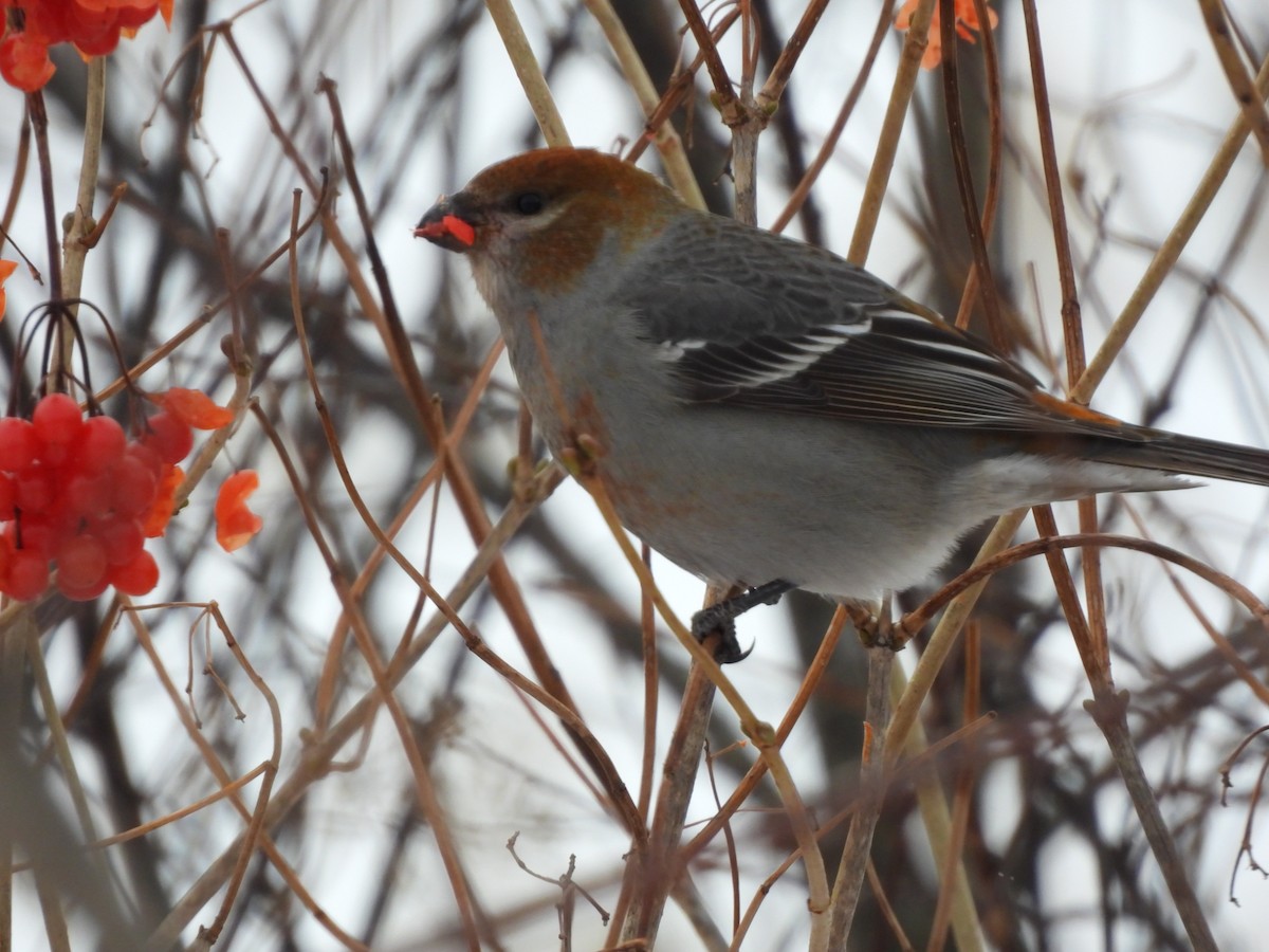 ギンザンマシコ - ML646941884