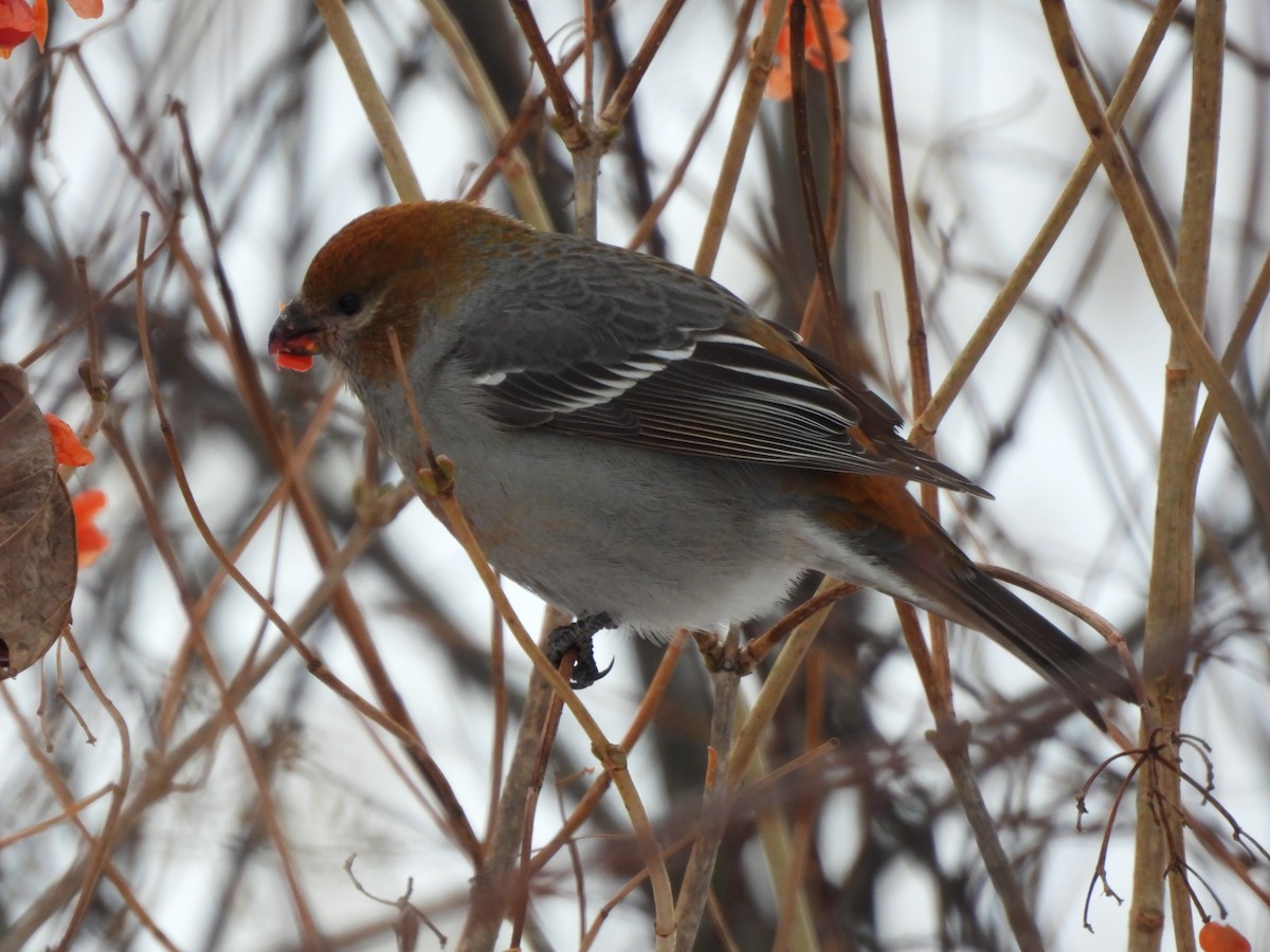 ギンザンマシコ - ML646941887