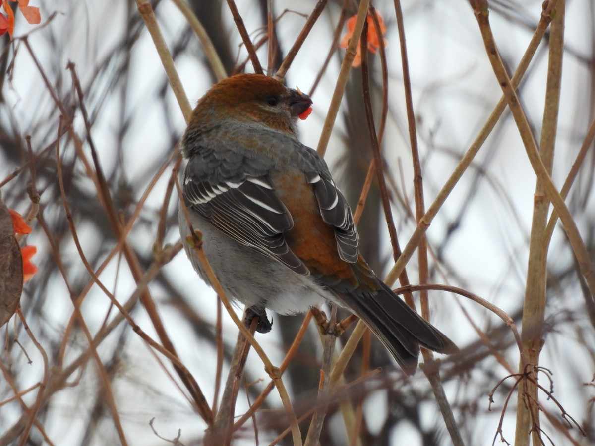 ギンザンマシコ - ML646941888