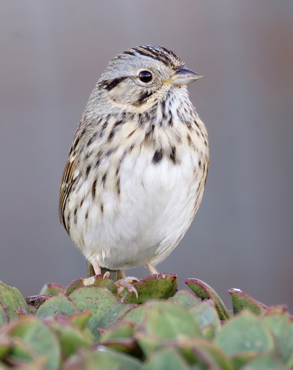 Lincoln's Sparrow - ML646941890