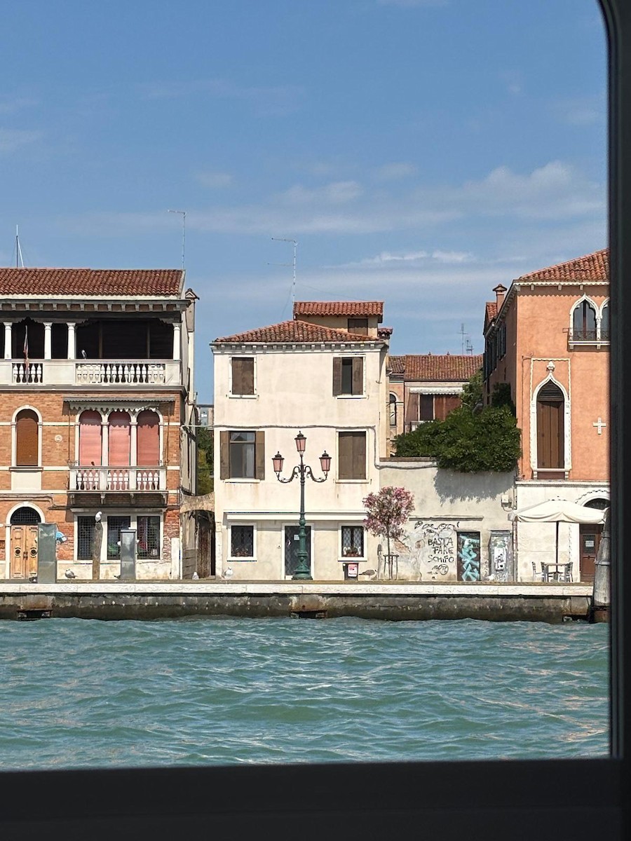 Yellow-legged Gull - ML646941891