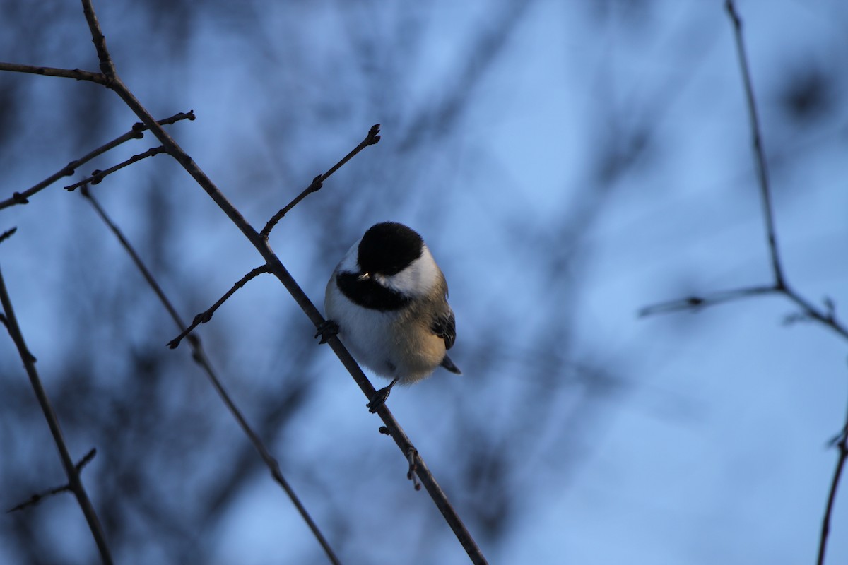 Black-capped Chickadee - ML646941896