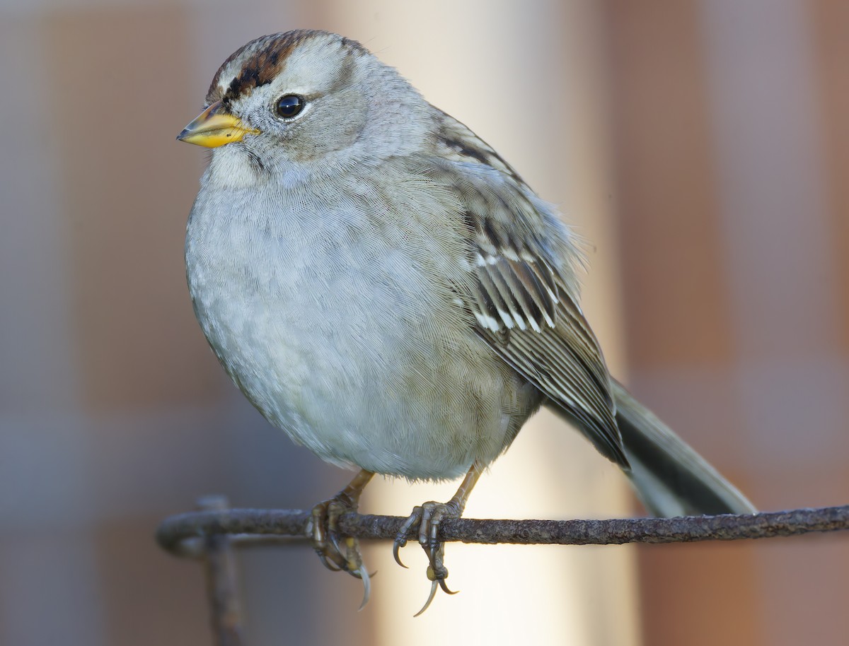 White-crowned Sparrow - ML646941897