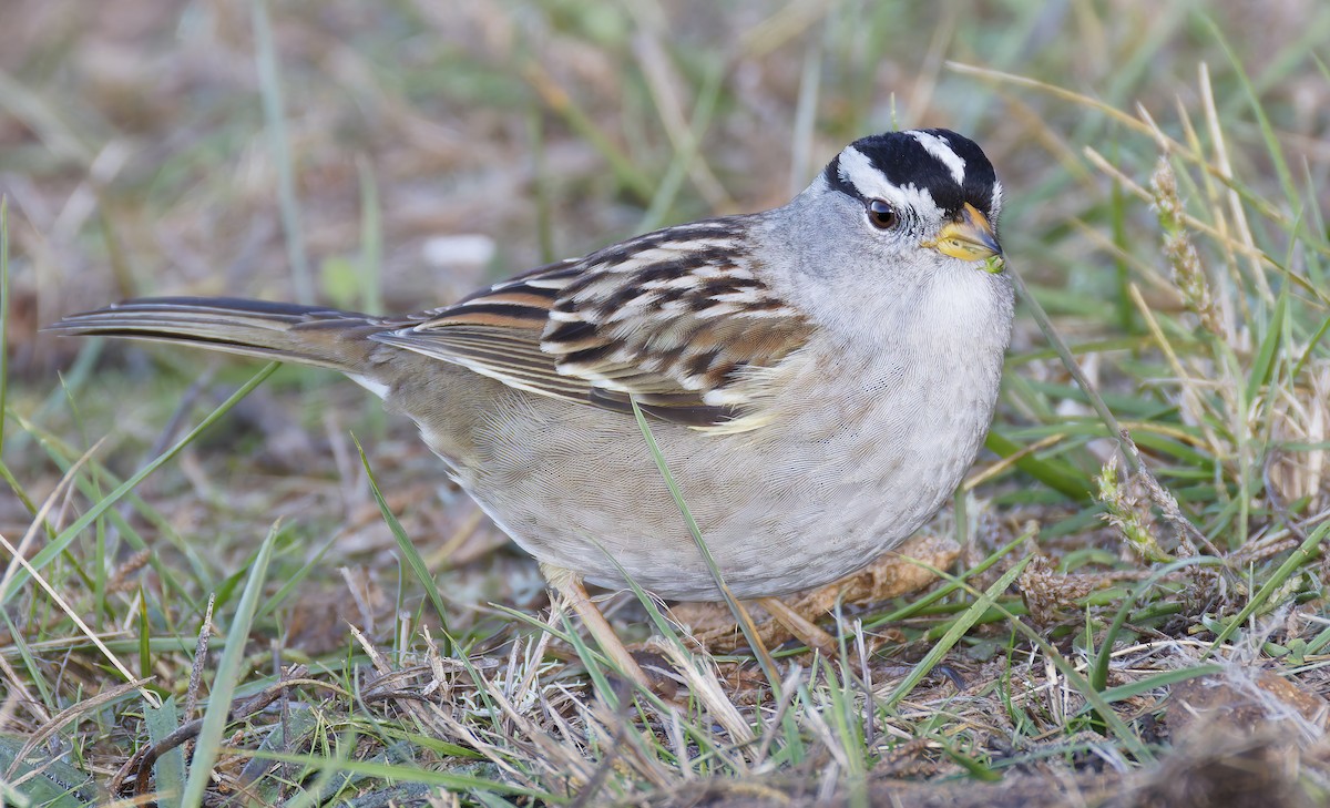 White-crowned Sparrow - ML646941898