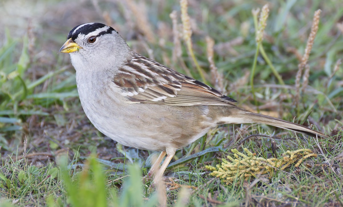 White-crowned Sparrow - ML646941900