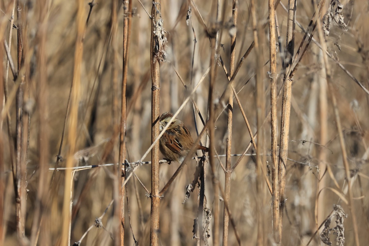 Swamp Sparrow - ML646941904
