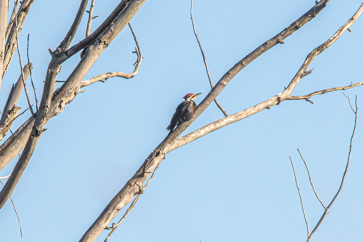 Pileated Woodpecker - ML646941905