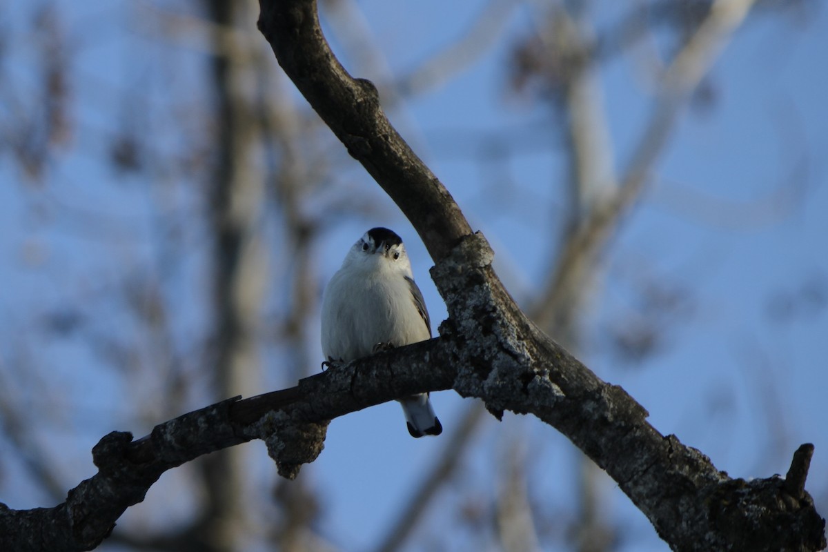 White-breasted Nuthatch - ML646941906