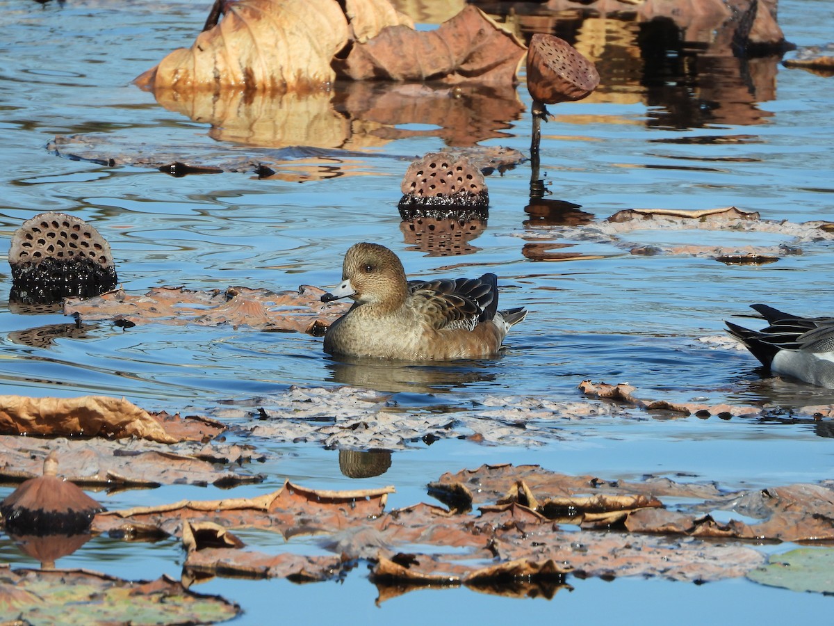 brunnakke - ML646941916