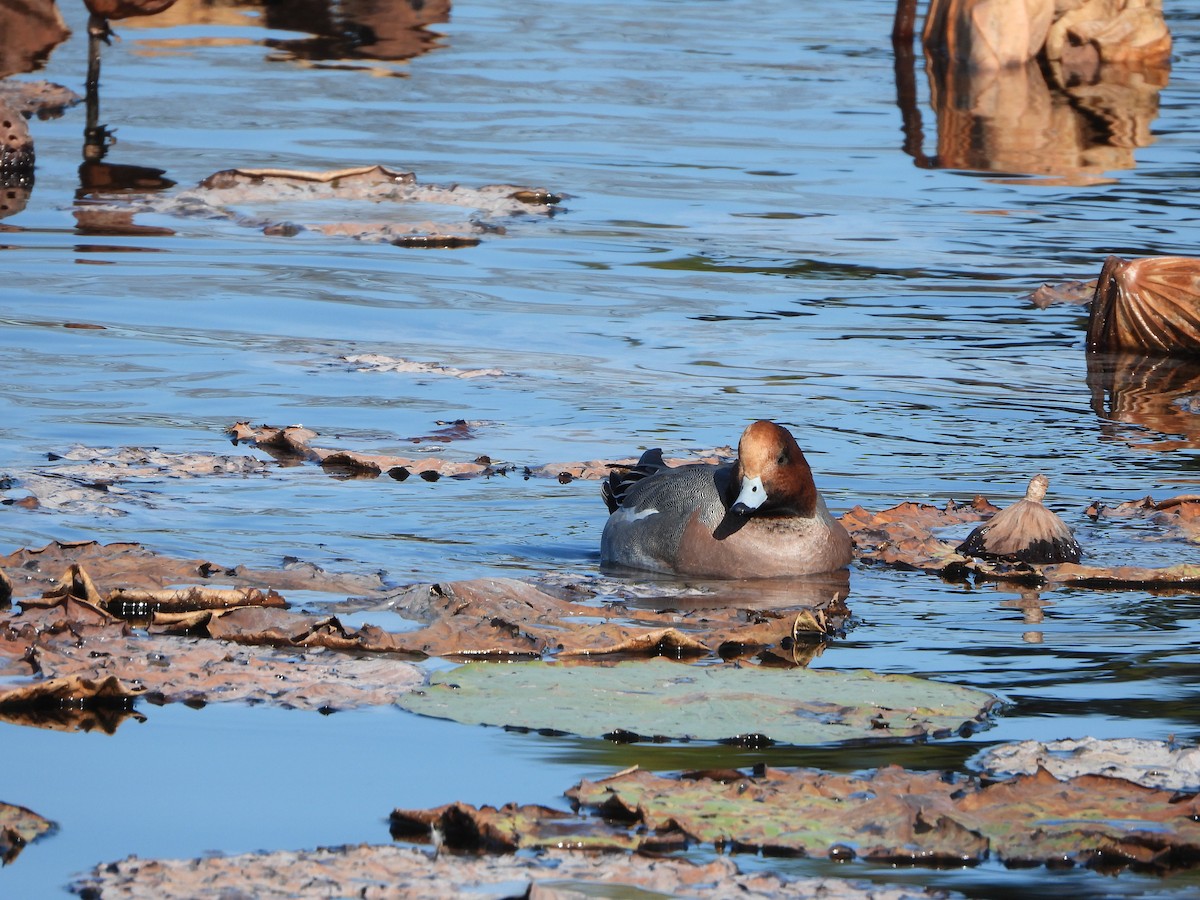 brunnakke - ML646941917