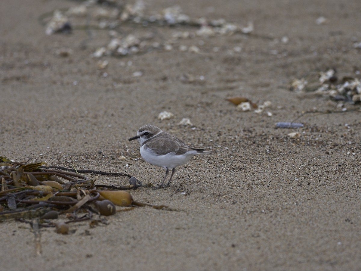 Snowy Plover - ML646941918
