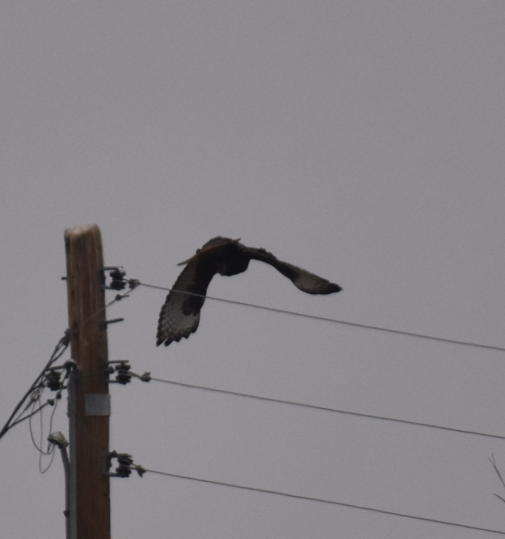 Red-tailed Hawk - ML646941923