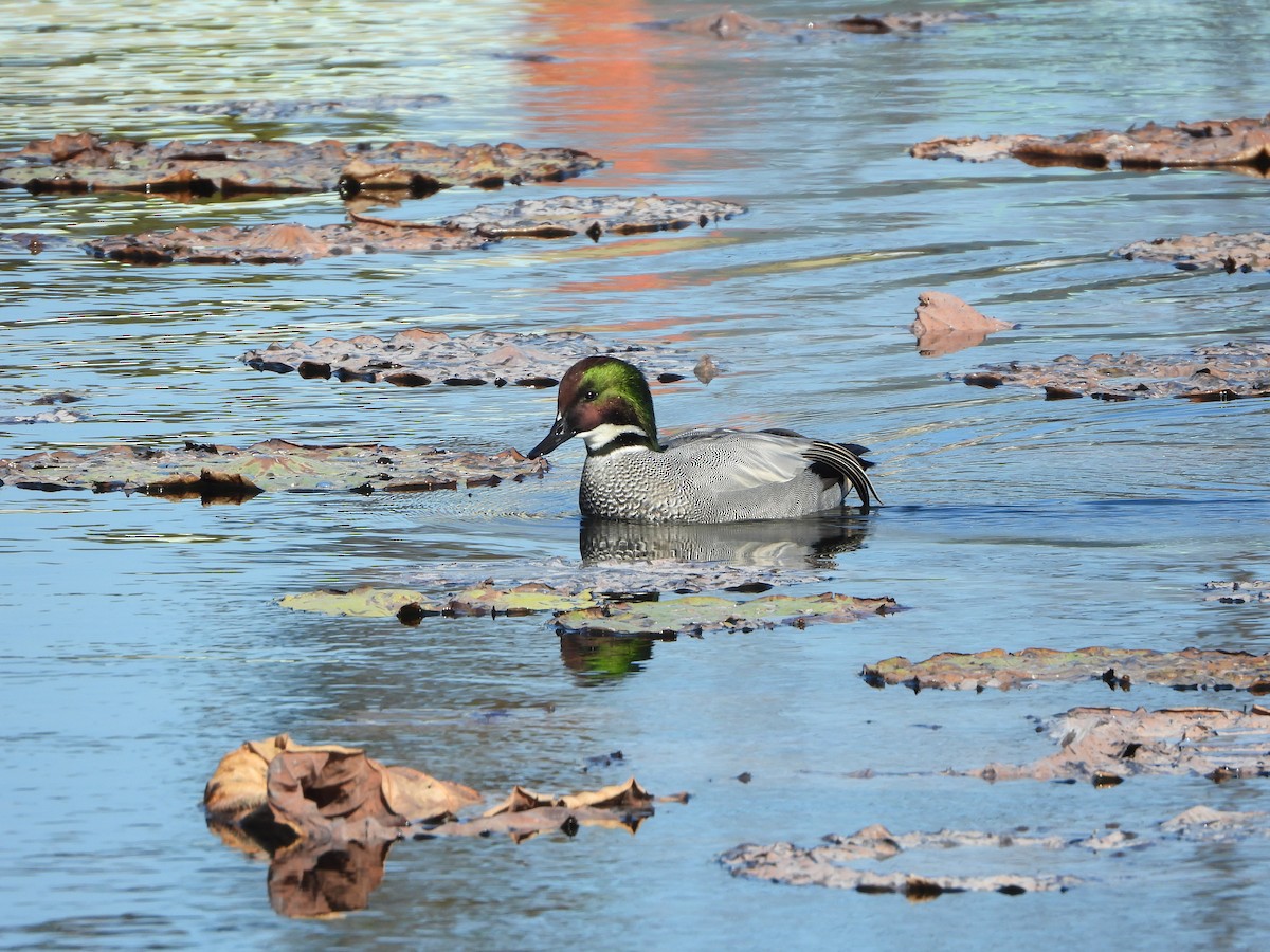 sibirand - ML646941924