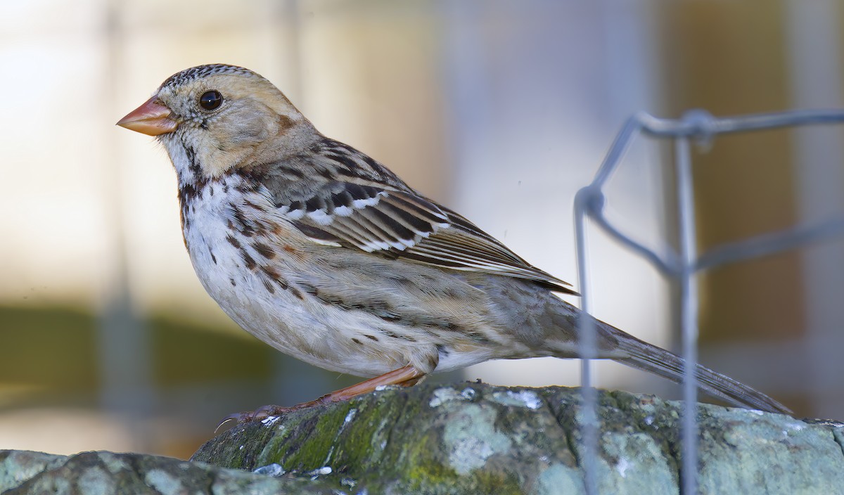 Harris's Sparrow - ML646941925