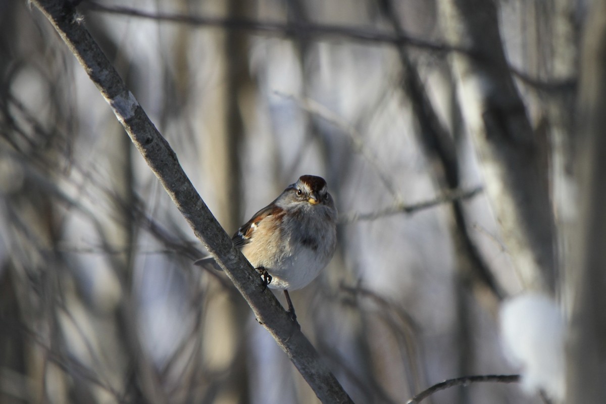 American Tree Sparrow - ML646941926
