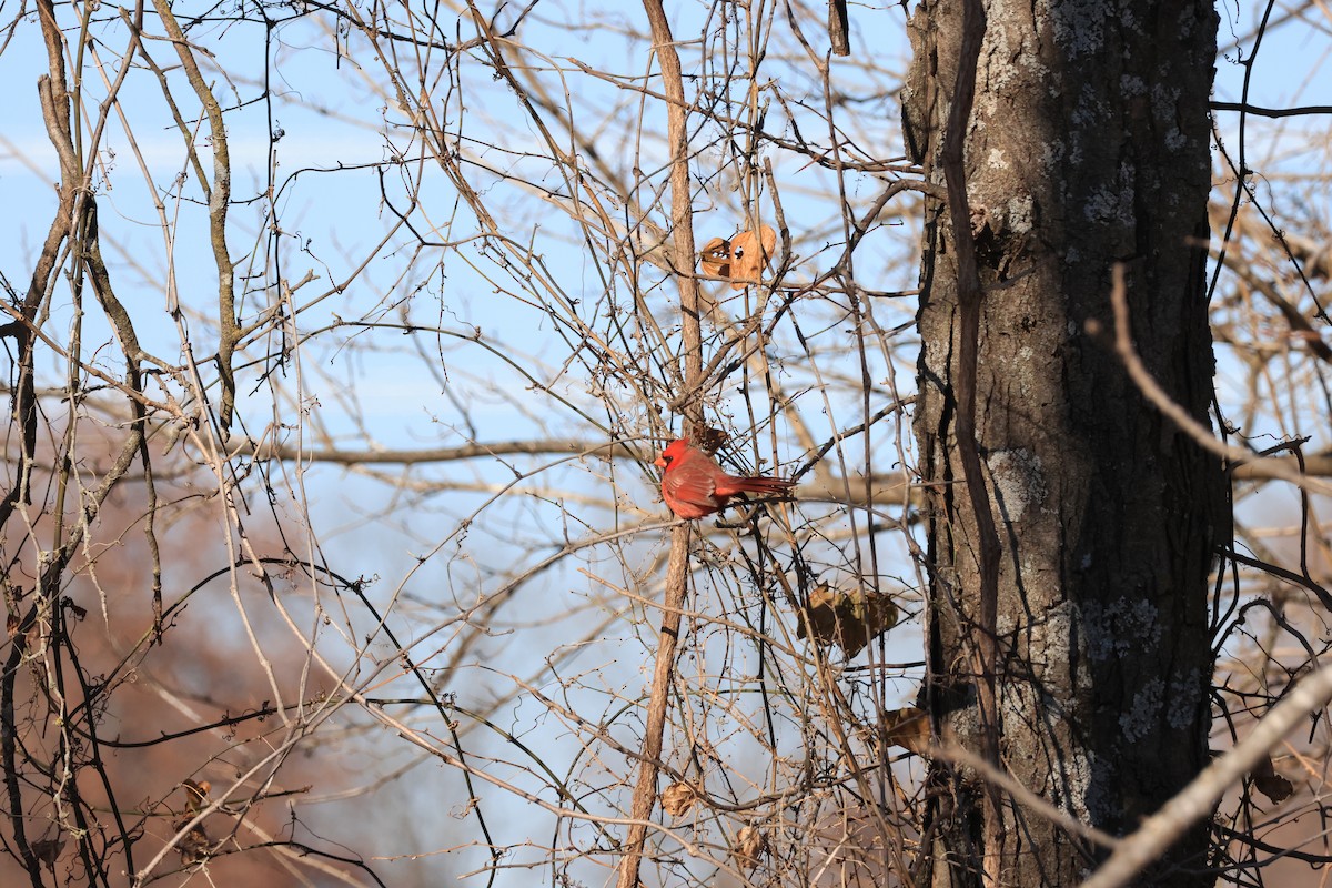 Northern Cardinal - ML646941928