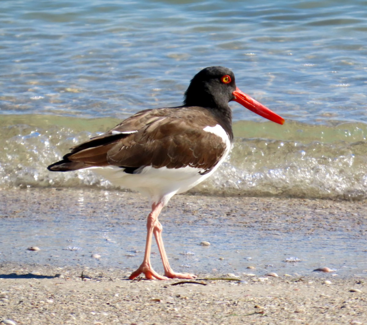 American Oystercatcher - ML646941939