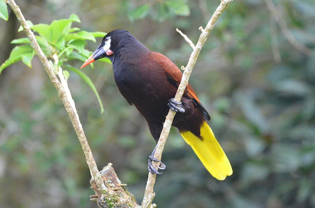 Montezuma Oropendola - ML646941940