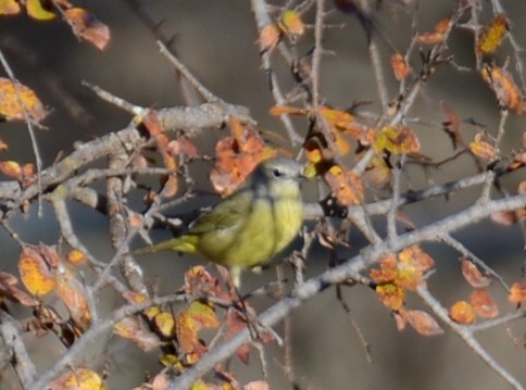 Orange-crowned Warbler - ML646941942