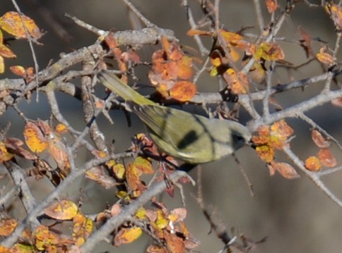 Orange-crowned Warbler - ML646941943