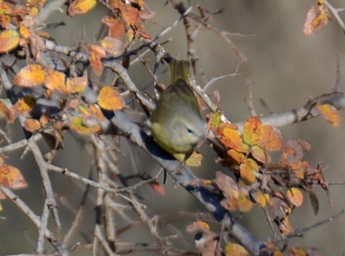 Orange-crowned Warbler - ML646941944