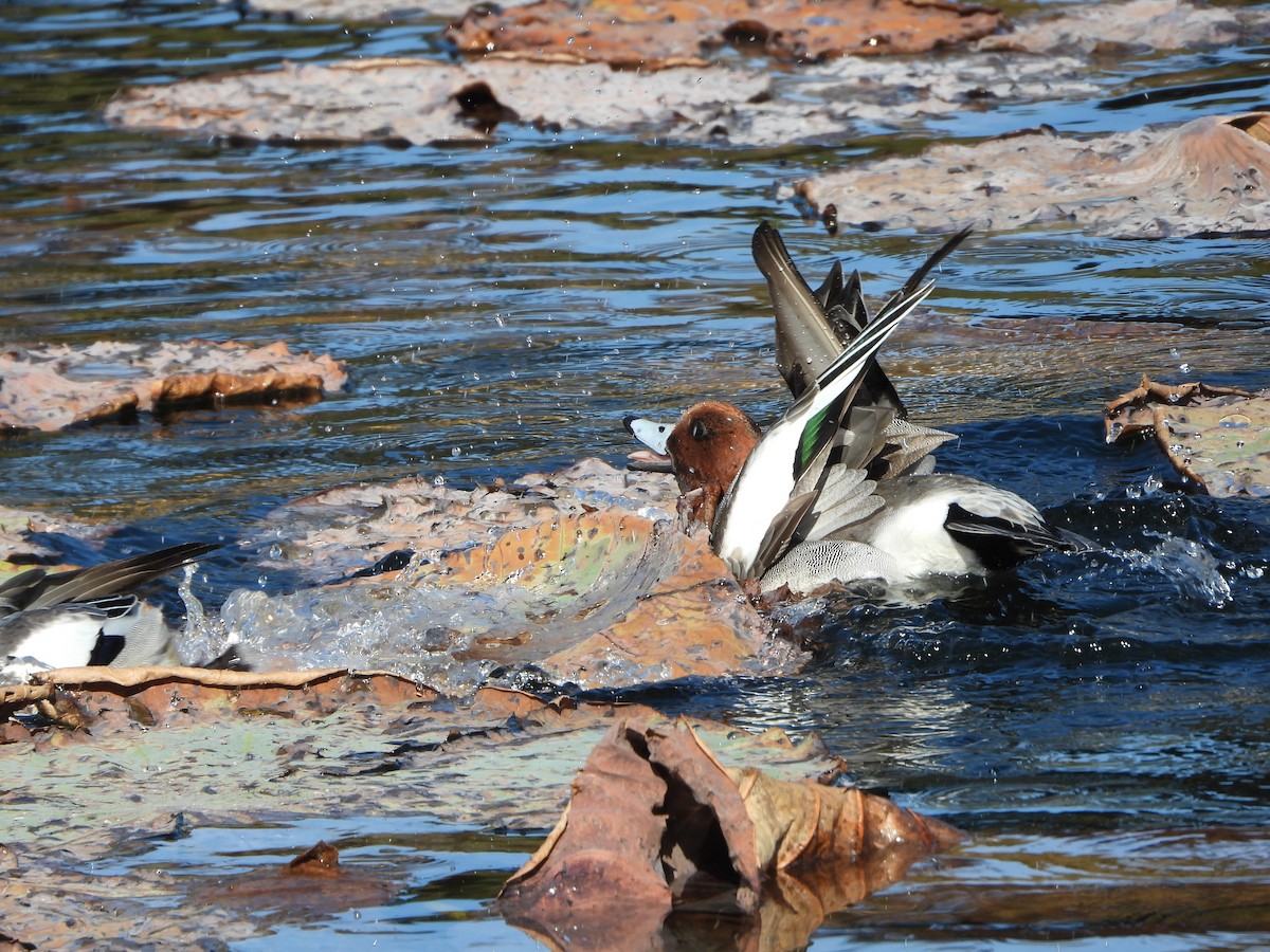 brunnakke - ML646941945