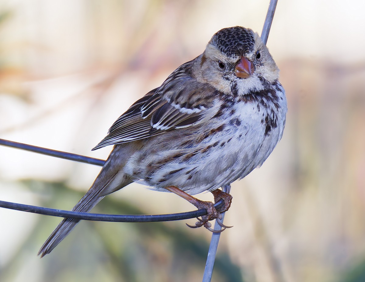 Harris's Sparrow - ML646941946