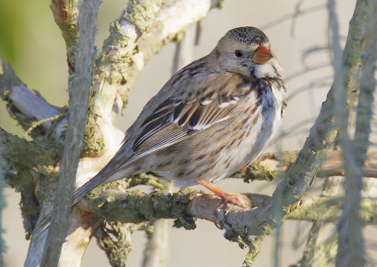 Harris's Sparrow - ML646941947