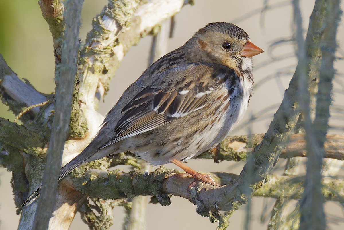 Harris's Sparrow - ML646941948