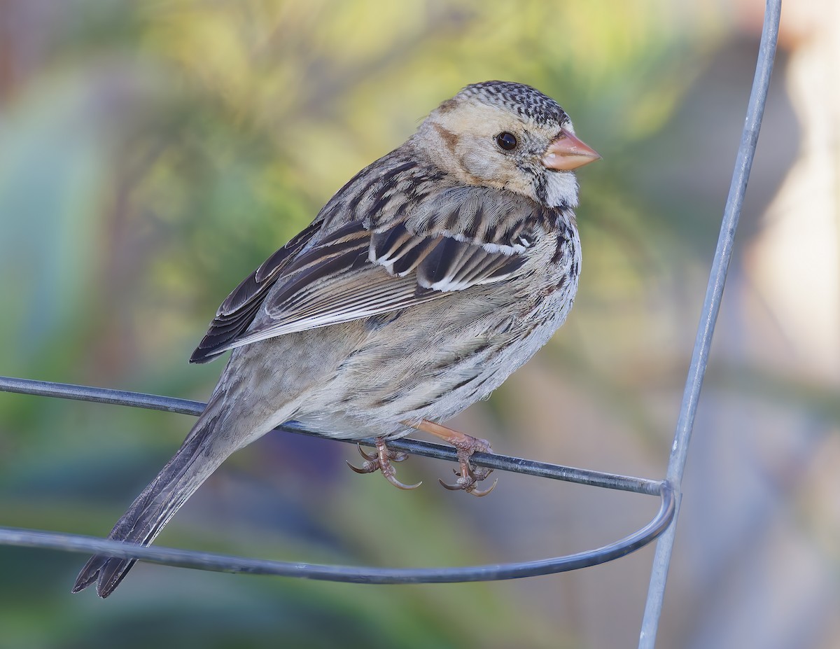 Harris's Sparrow - ML646941949
