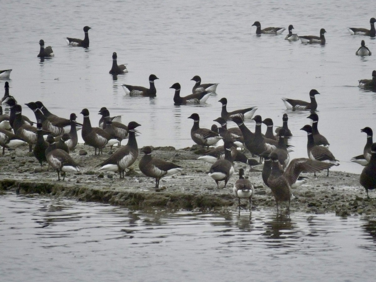 Brant - ML646941962