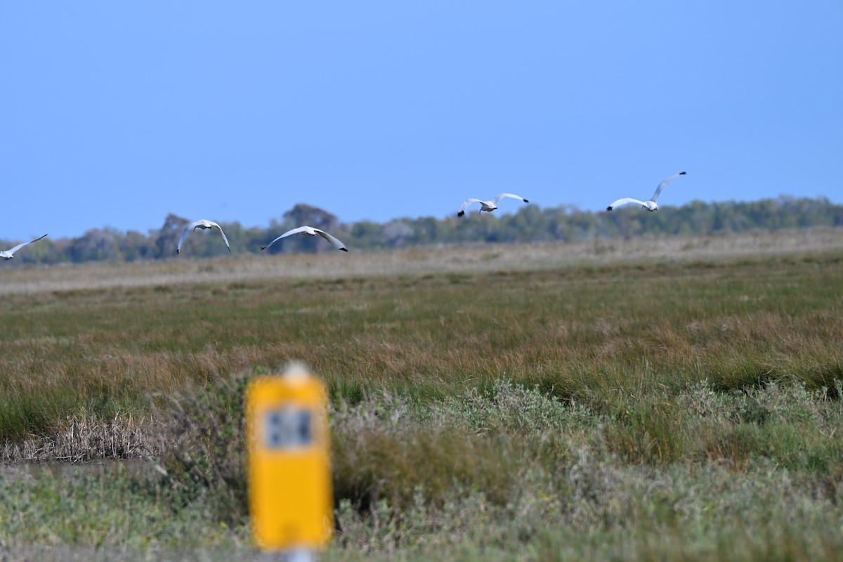 White Ibis - ML646941966