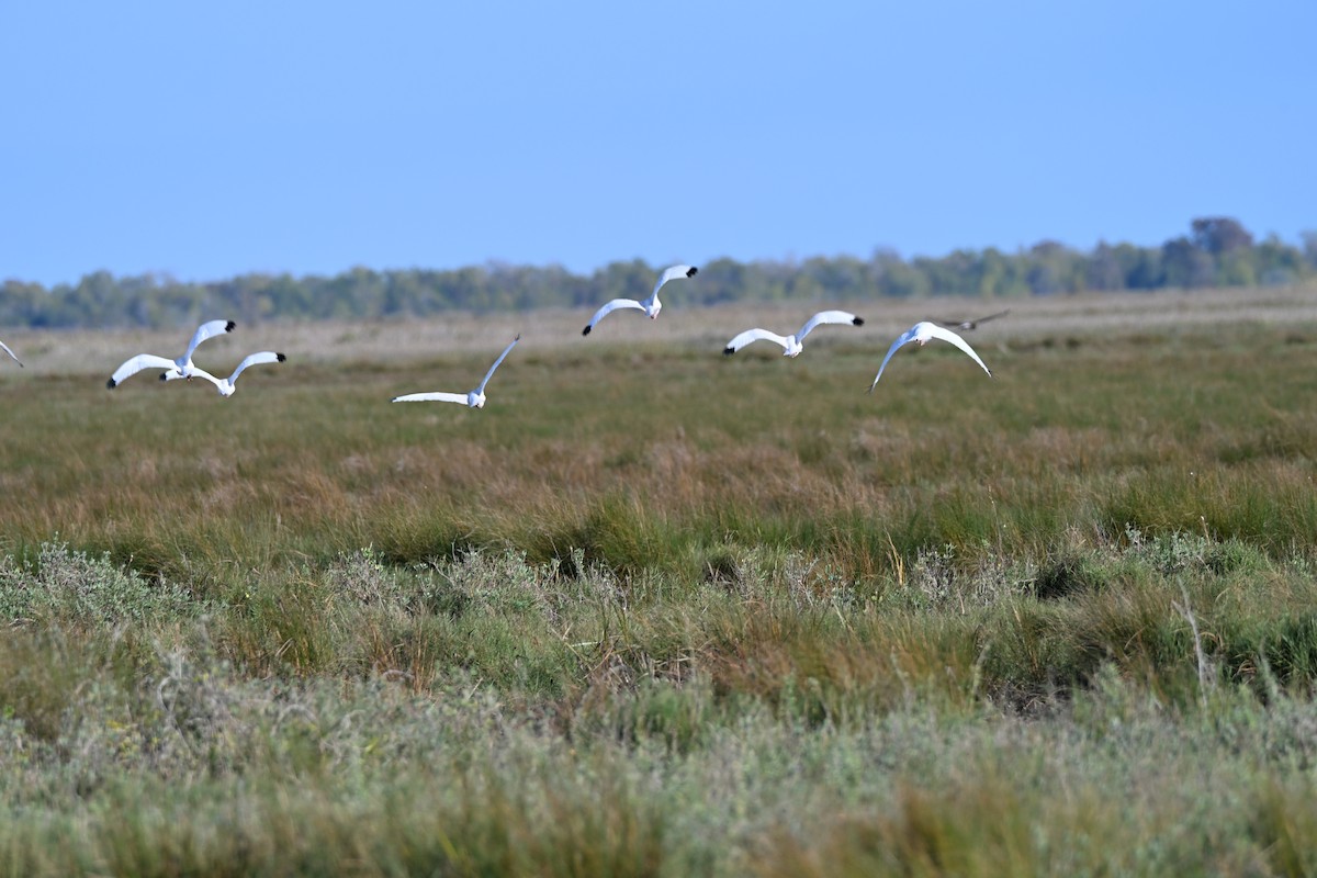 White Ibis - ML646941967